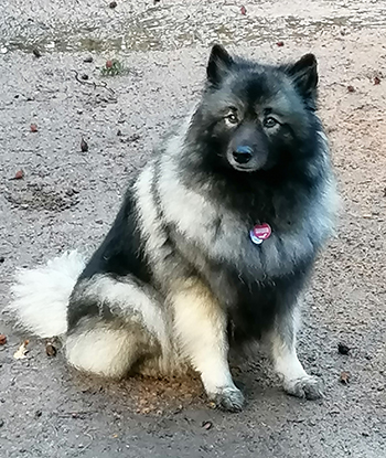Ella